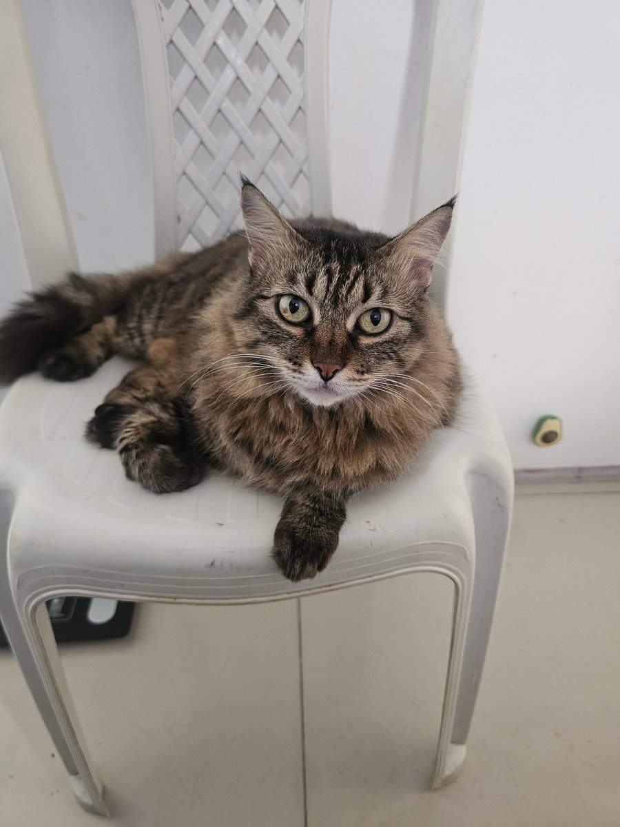 Waldo Júnior tweet media