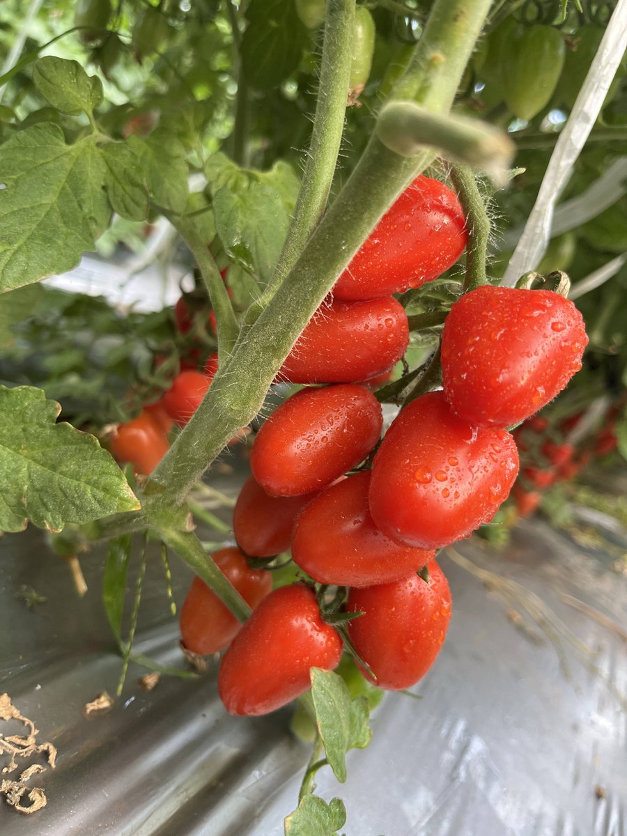 محمد ابوالحسن tweet media