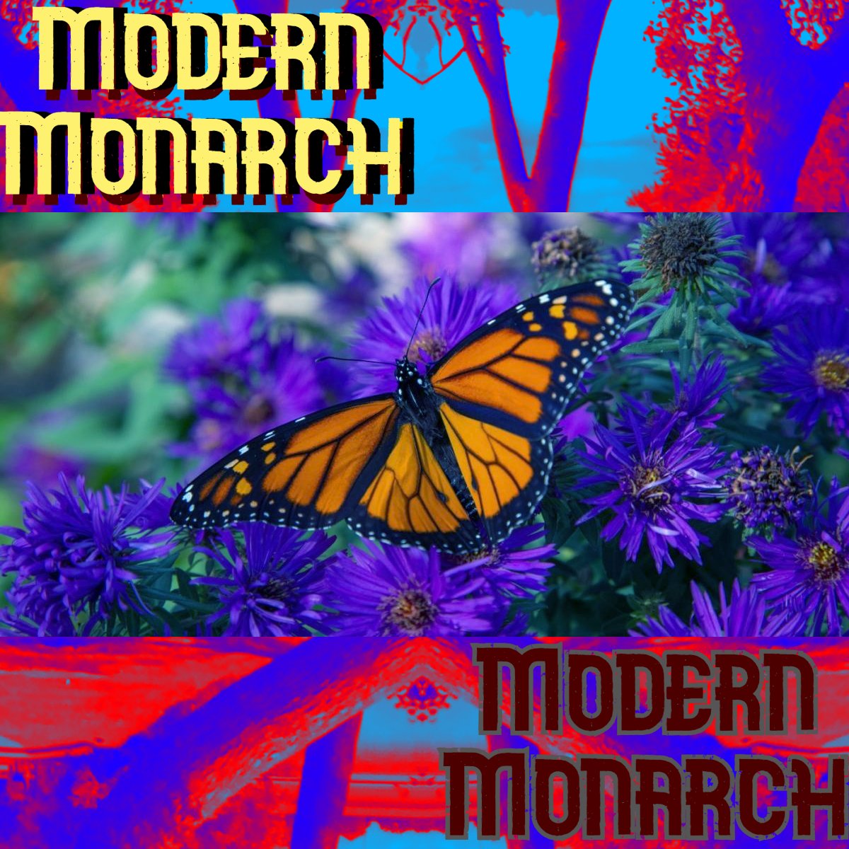🦋🪂🔻Elmer & Modern Monarch🔻🦋🪂 tweet media