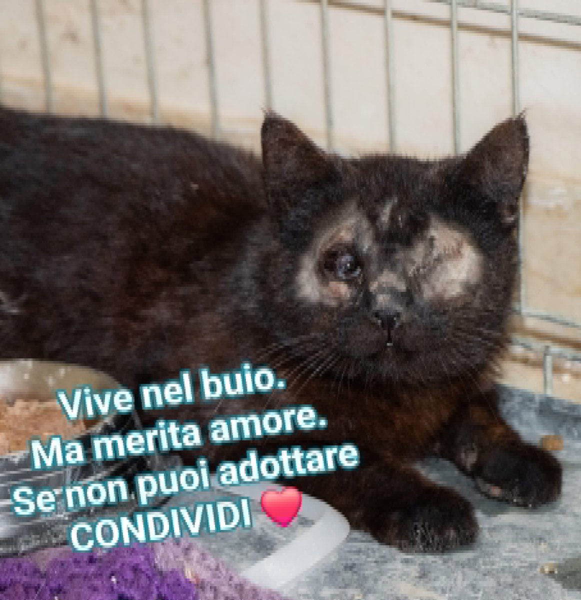 Fiorella Arcodia 🌿𝐠𝐨𝐯𝐞𝐠𝐚𝐧 🐑💚💙☮️ tweet media