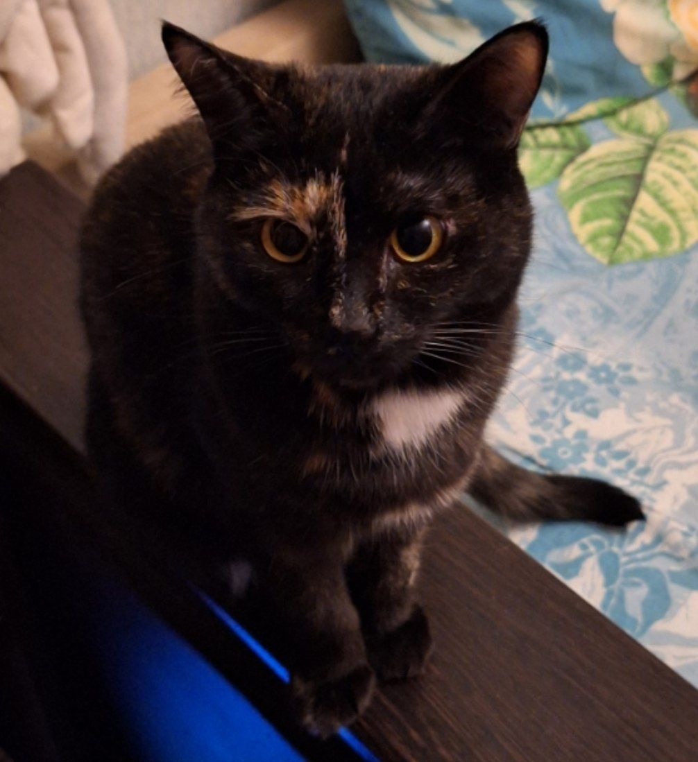 k_shuuu . ݁⋆ ۶ৎ ݁˖ ⋆. ݁ tweet media