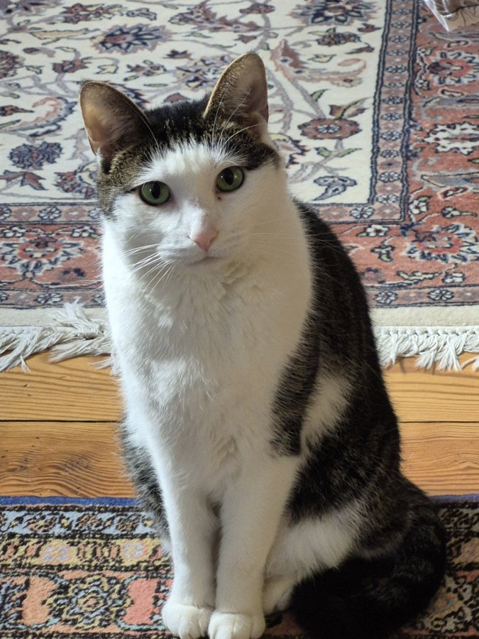 Larry_Mogridge's tweet photo. @Number10cat 🔴
Ok, raise your paw if you are happy that Larry is back, where he belongs....

#Larry #Number10cat https://t.co/YPF7iX9Iq3