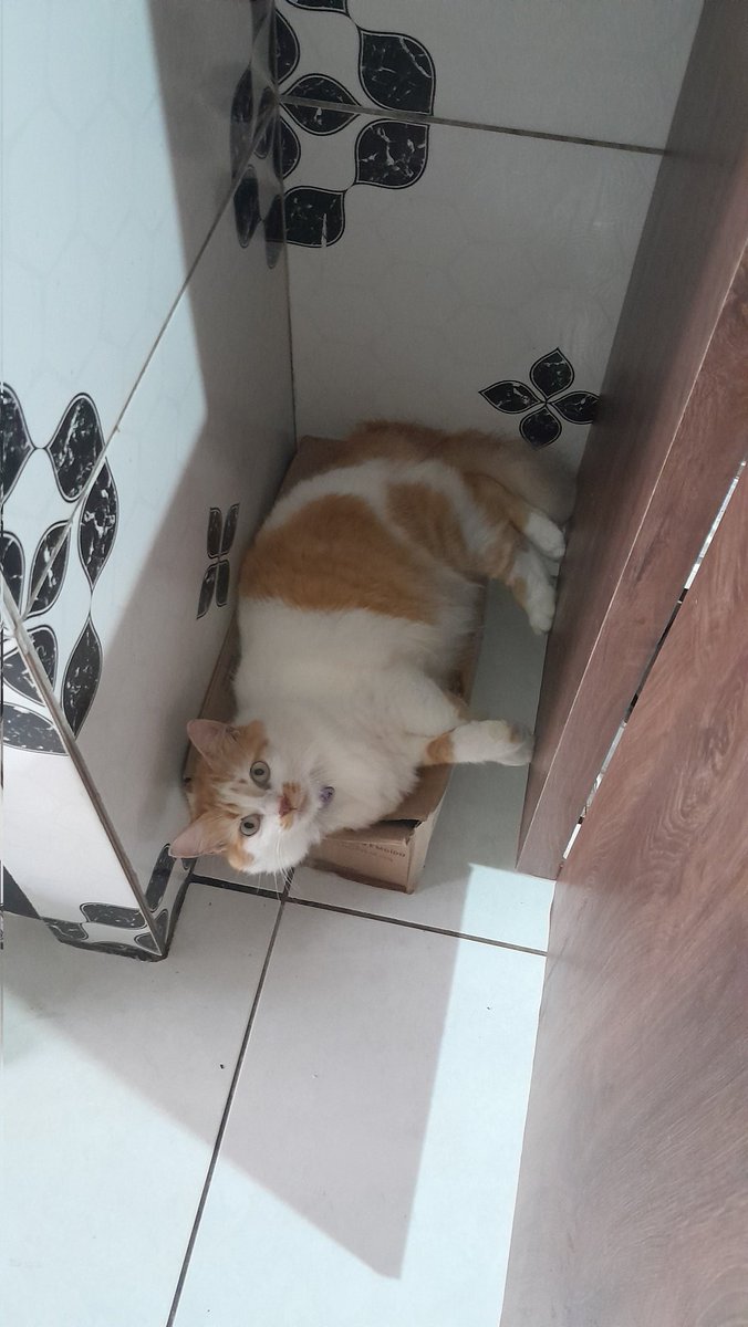 Sophia ⊙⊝⊜ 🪭 tweet media