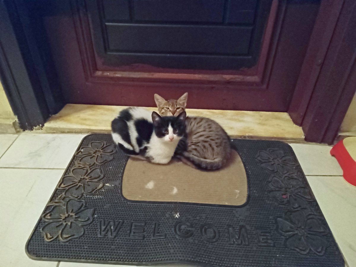 🐈Ali Murat Güven🐈 tweet media