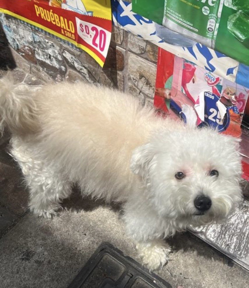 Alerta me perdi tweet media