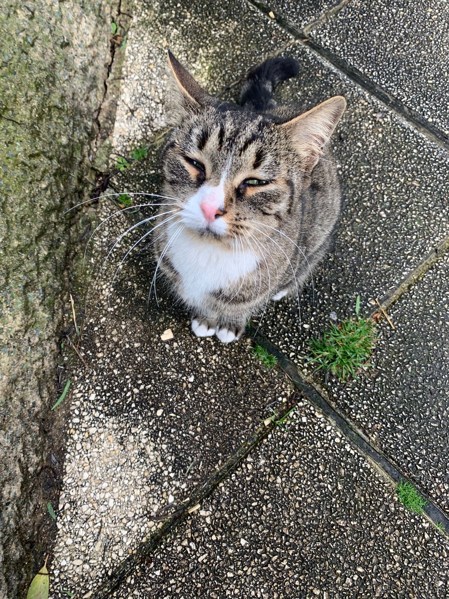 Association chats du bois de Vincennes et alentour tweet media