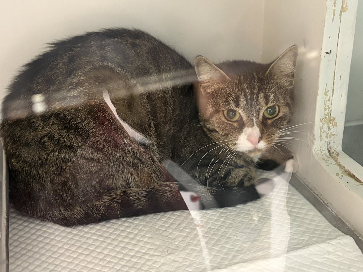 Association chats du bois de Vincennes et alentour tweet media