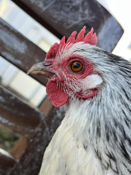 All day Astronomy tweet media