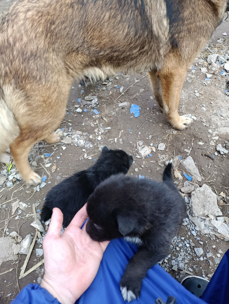 Марк Карлсон tweet media