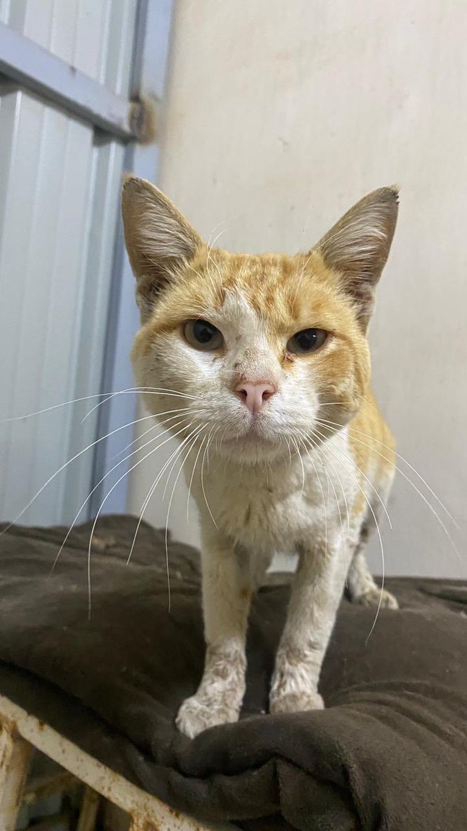 tabukpaws's tweet photo. حالة انقاذ جديدة 

القط جدا اليف ويعاني من جرح بالذيل وورم يحتاج الى عمليه جراحية  

اعزائنا نحتاج مساعدتكم في تغطية تكاليف العلاج والعملية 

للمساعدة :

https://t.co/yKInsxLhdH https://t.co/RtrTxcChff