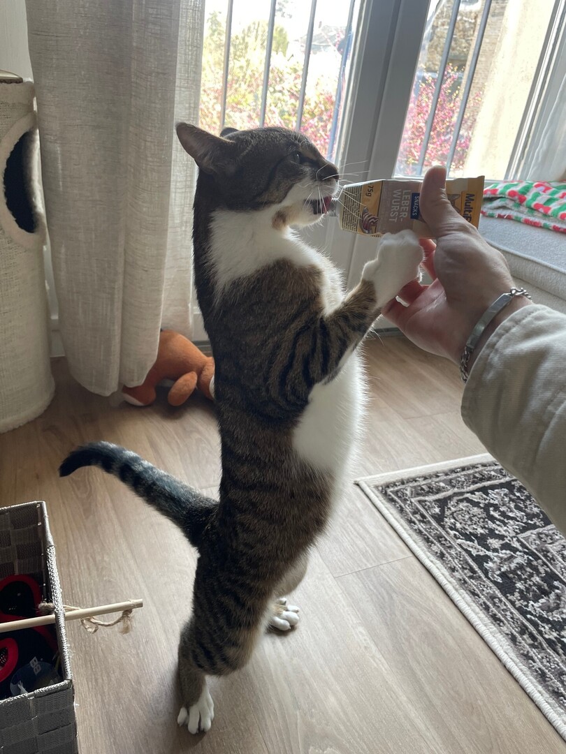 VigiPets.fr tweet media