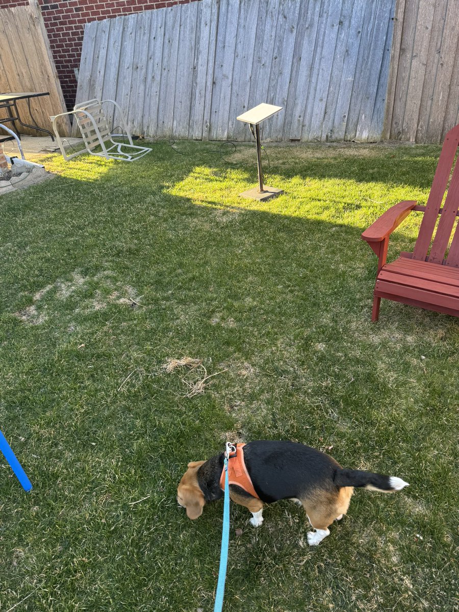 Piper 🌈 and Pumpkin 🐾 tweet media