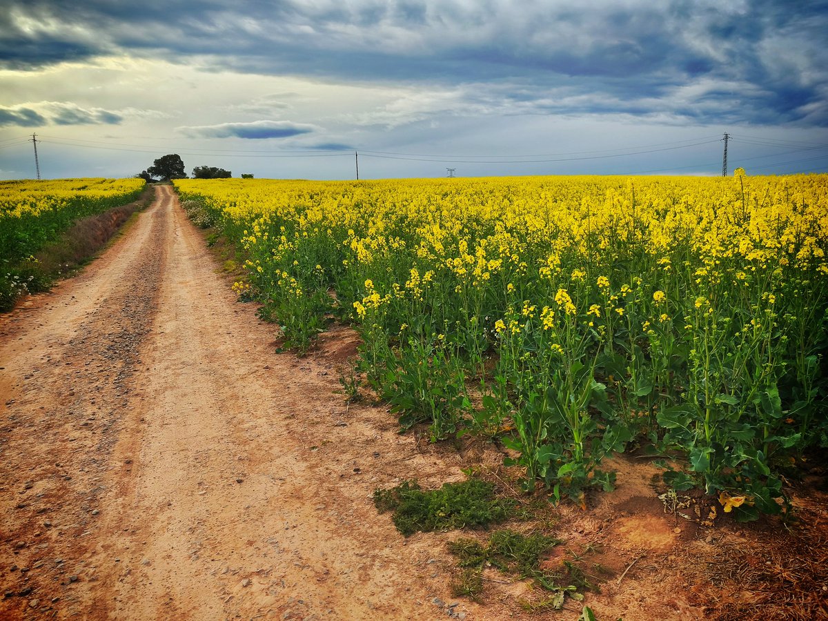 La venus de las pieles tweet media