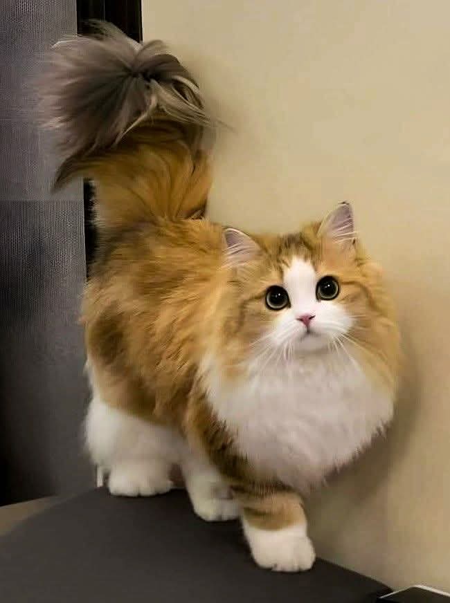 Alyza Malik tweet media