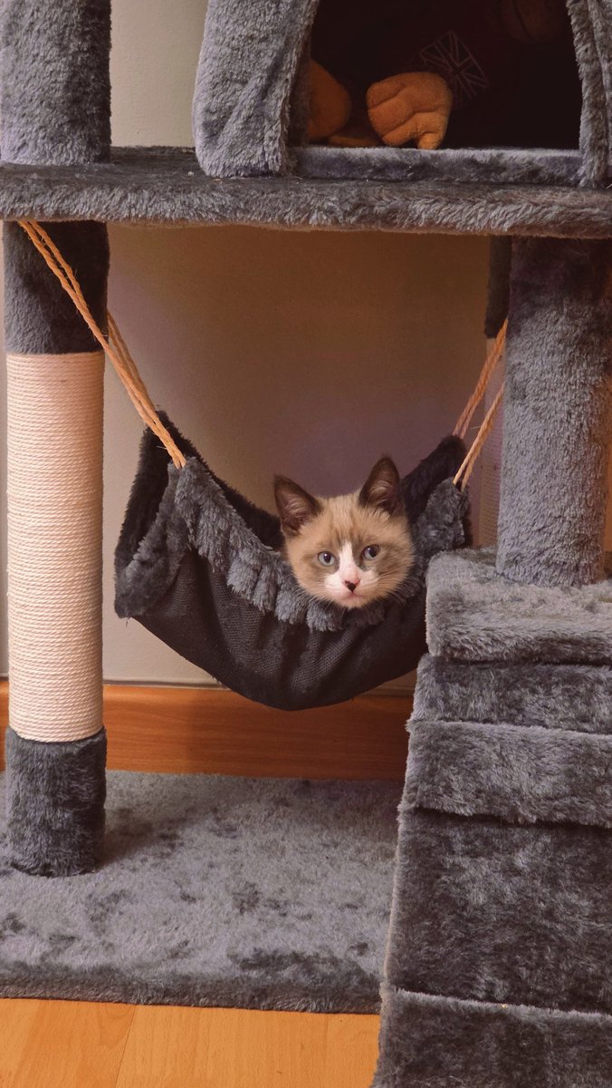 Alber Stelar 🪐 tweet media