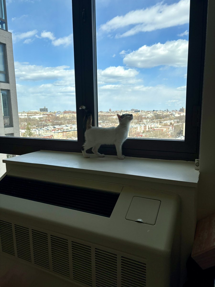 A.V. Marraccini tweet media