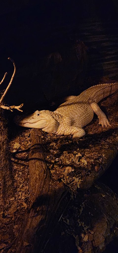 rhys 🥀 @ commissions closed tweet media