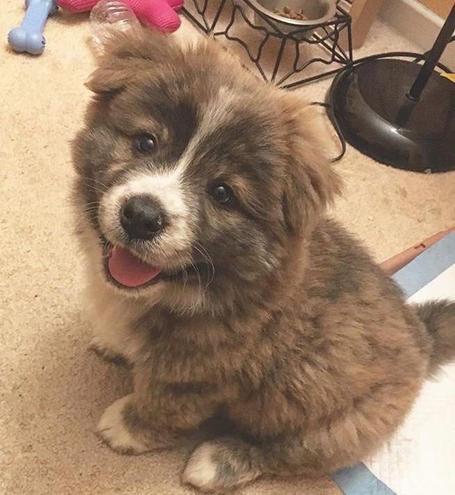 SiliGremlin tweet media