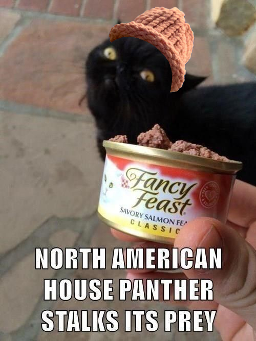 $CWIF cats tweet media