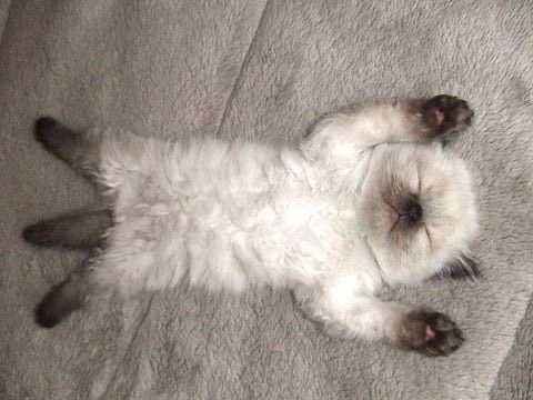 hwjh are real 🐈🐈‍⬛ tweet media