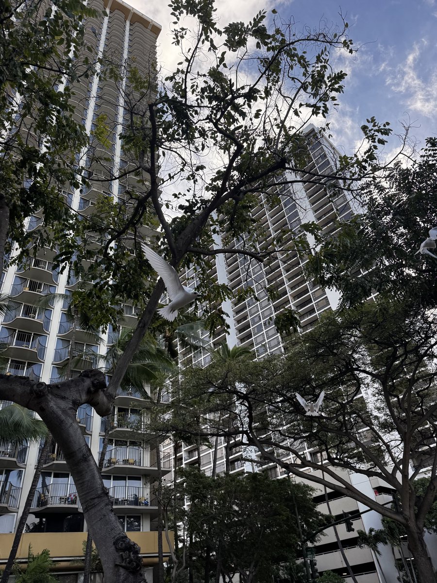 Waikiki Guy tweet media