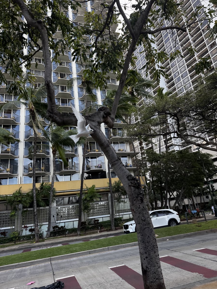 Waikiki Guy tweet media