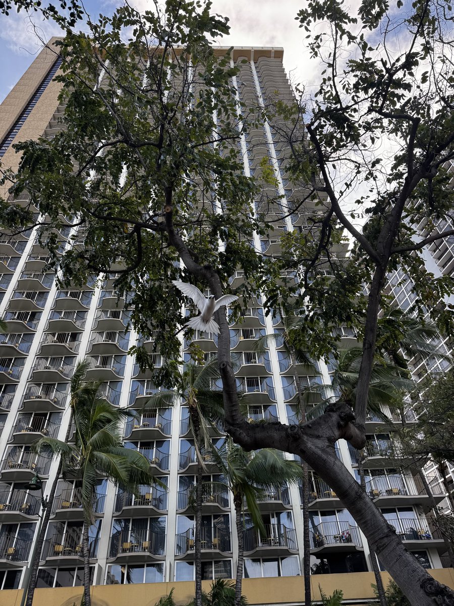 Waikiki Guy tweet media