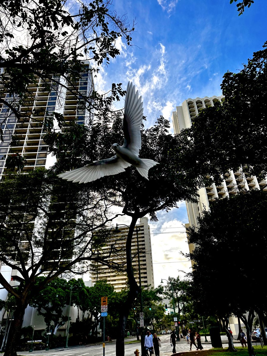 Waikiki Guy tweet media