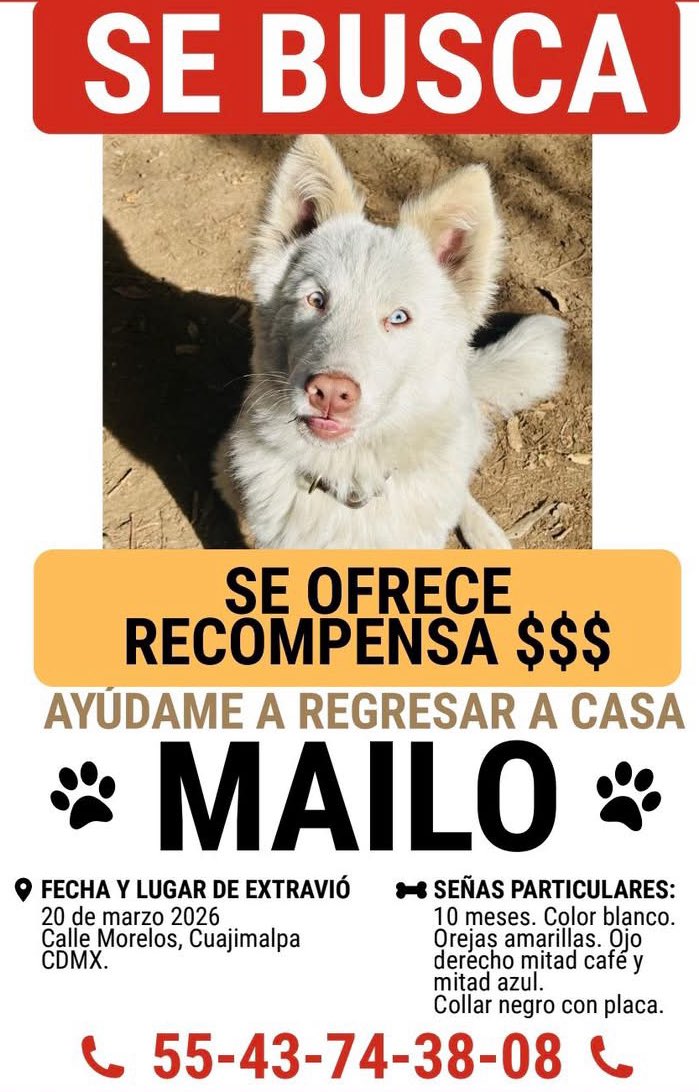 Isabel Junco tweet media