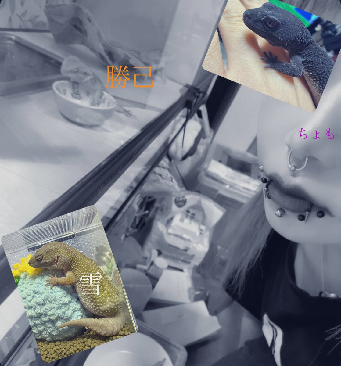 🫪おちょもん tweet media