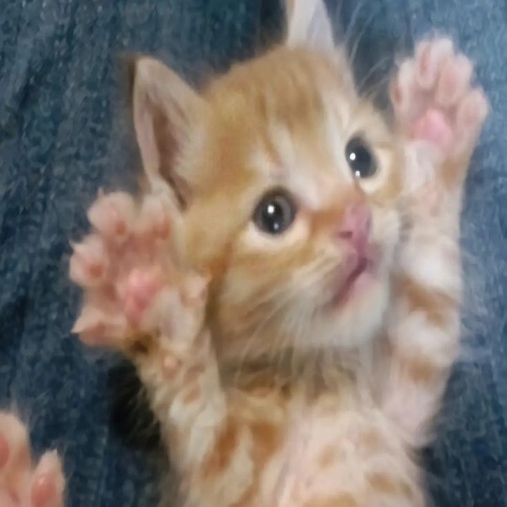 disnou viktor tweet media