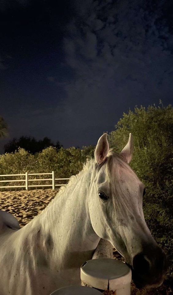 حِجا tweet media