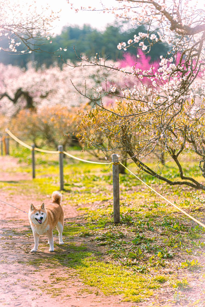 龍-𝑅‌𝑦𝑢-🐉𝑝ℎ𝑜𝑡𝑜 𝑔𝑟𝑎𝑝ℎ𝑖𝑐 𝑑𝑒𝑠𝑖𝑔𝑛📷 tweet media