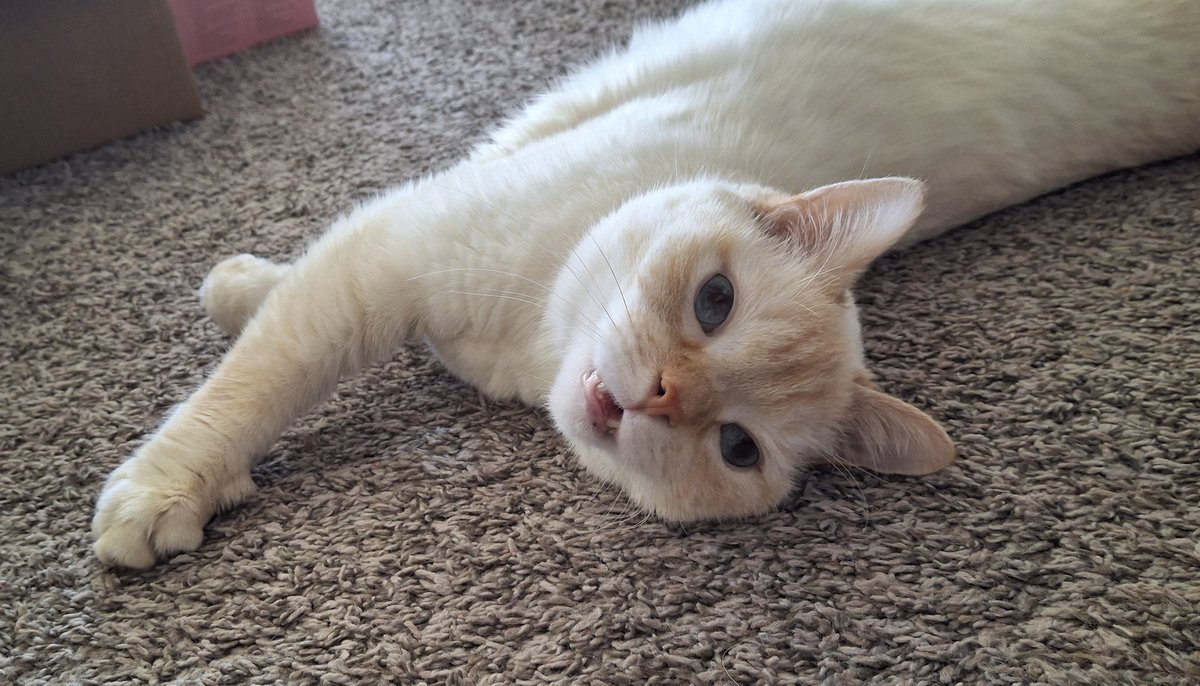 baby dog tweet media