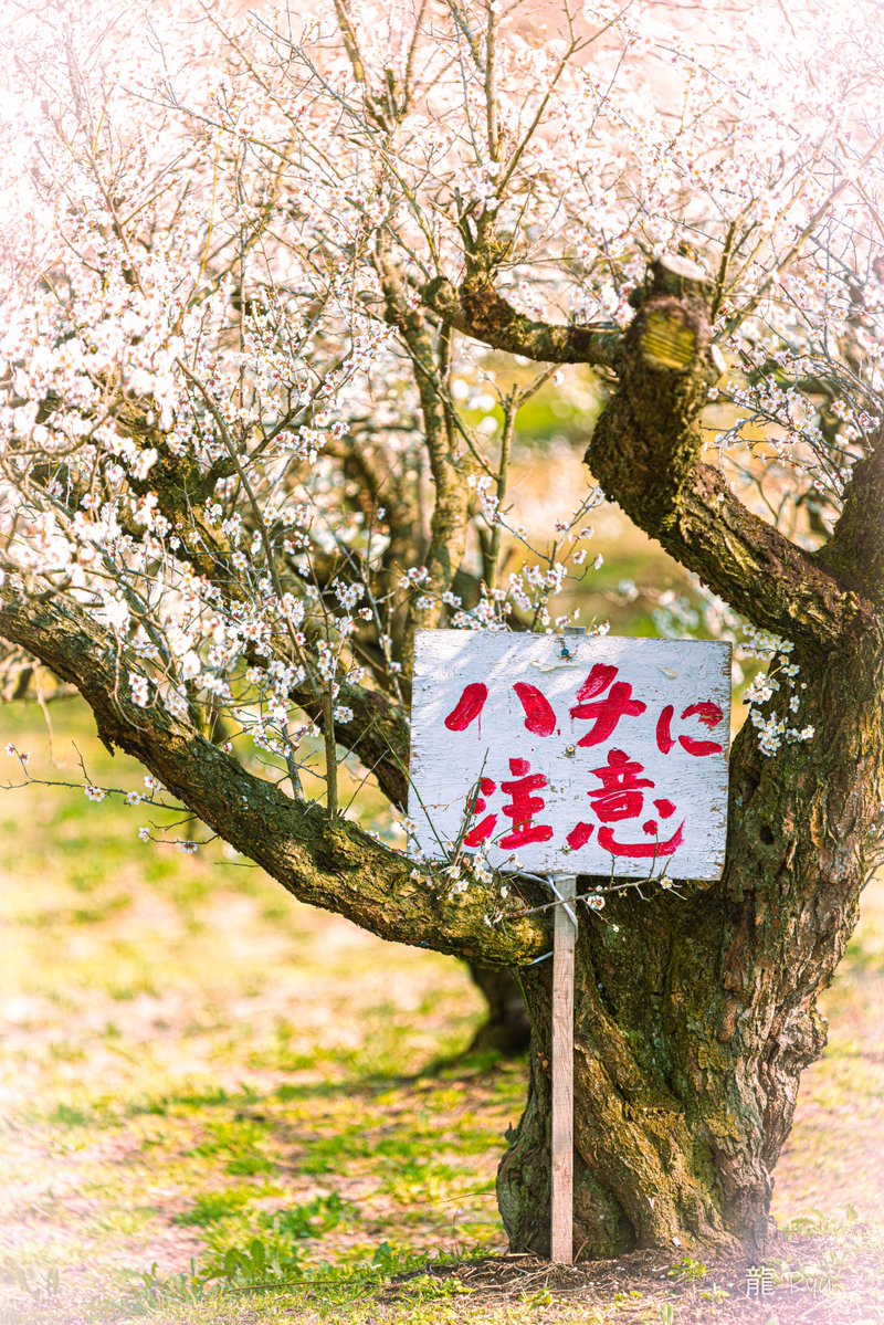 龍-𝑅‌𝑦𝑢-🐉𝑝ℎ𝑜𝑡𝑜 𝑔𝑟𝑎𝑝ℎ𝑖𝑐 𝑑𝑒𝑠𝑖𝑔𝑛📷 tweet media