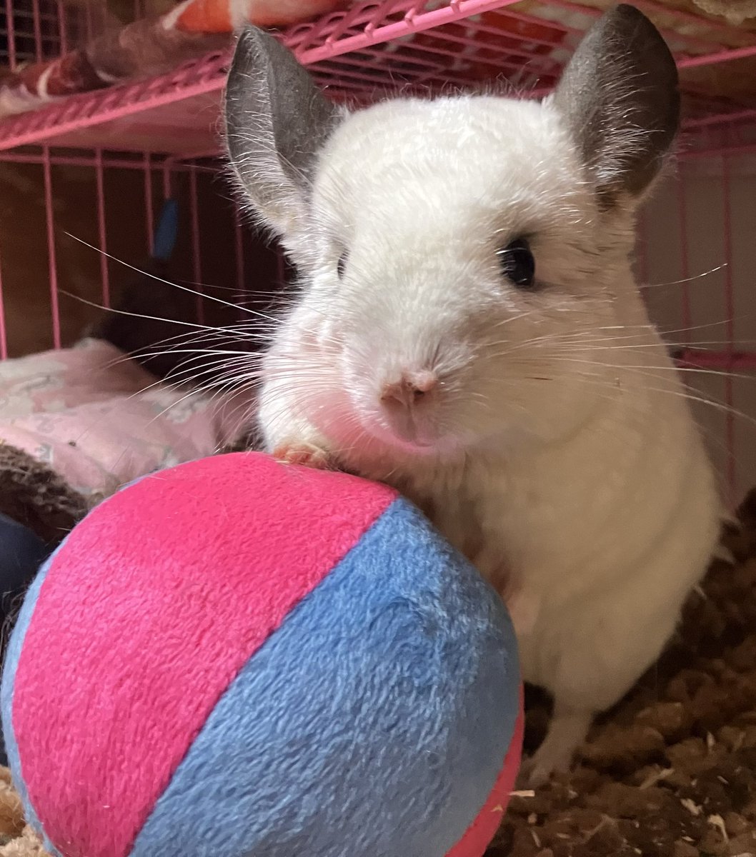 ちぃちぃ tweet media