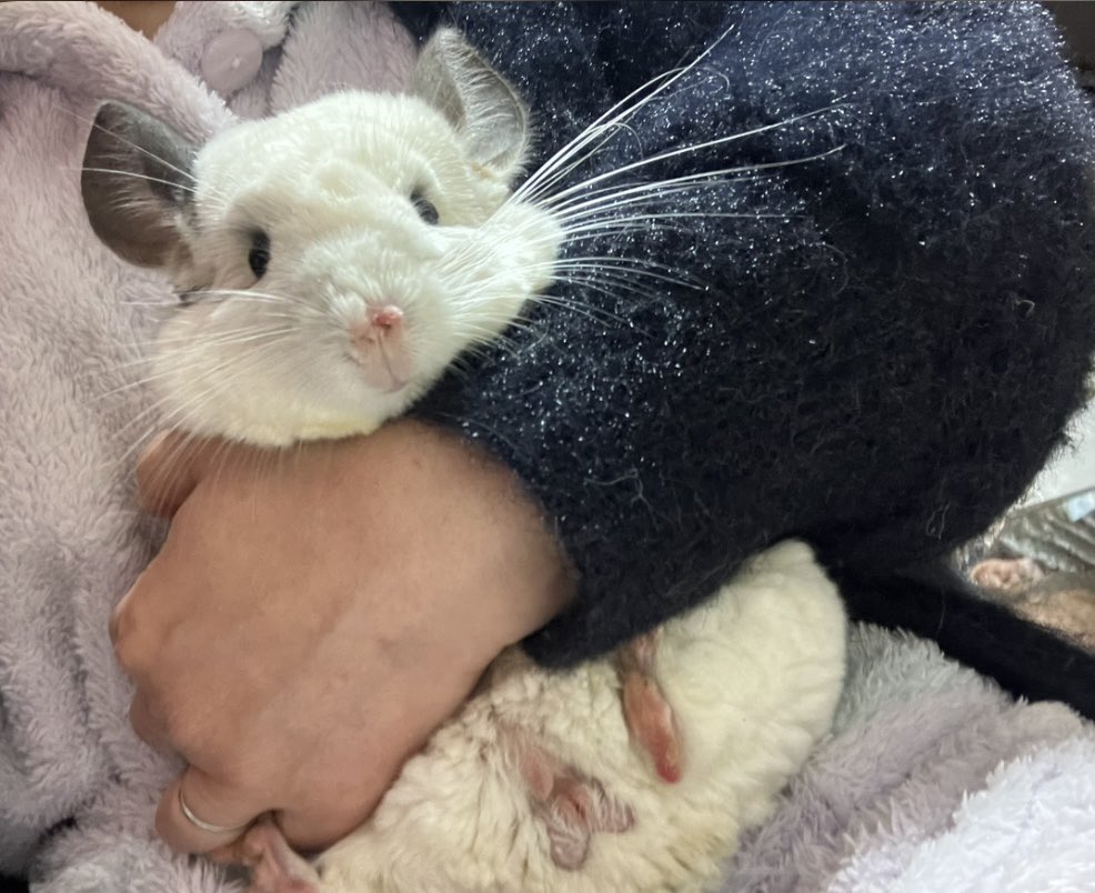 ちぃちぃ tweet media