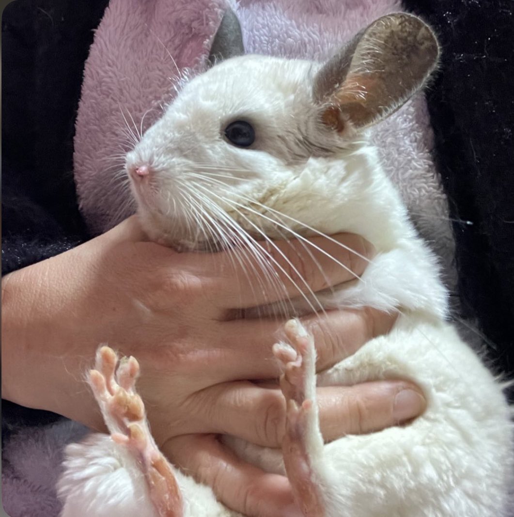 ちぃちぃ tweet media