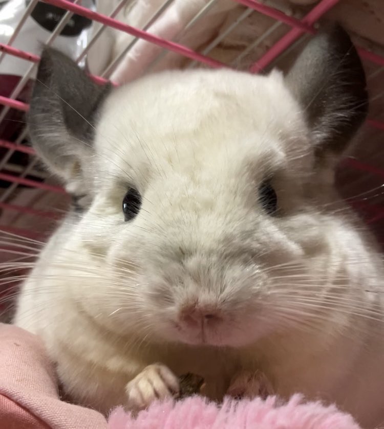 ちぃちぃ tweet media