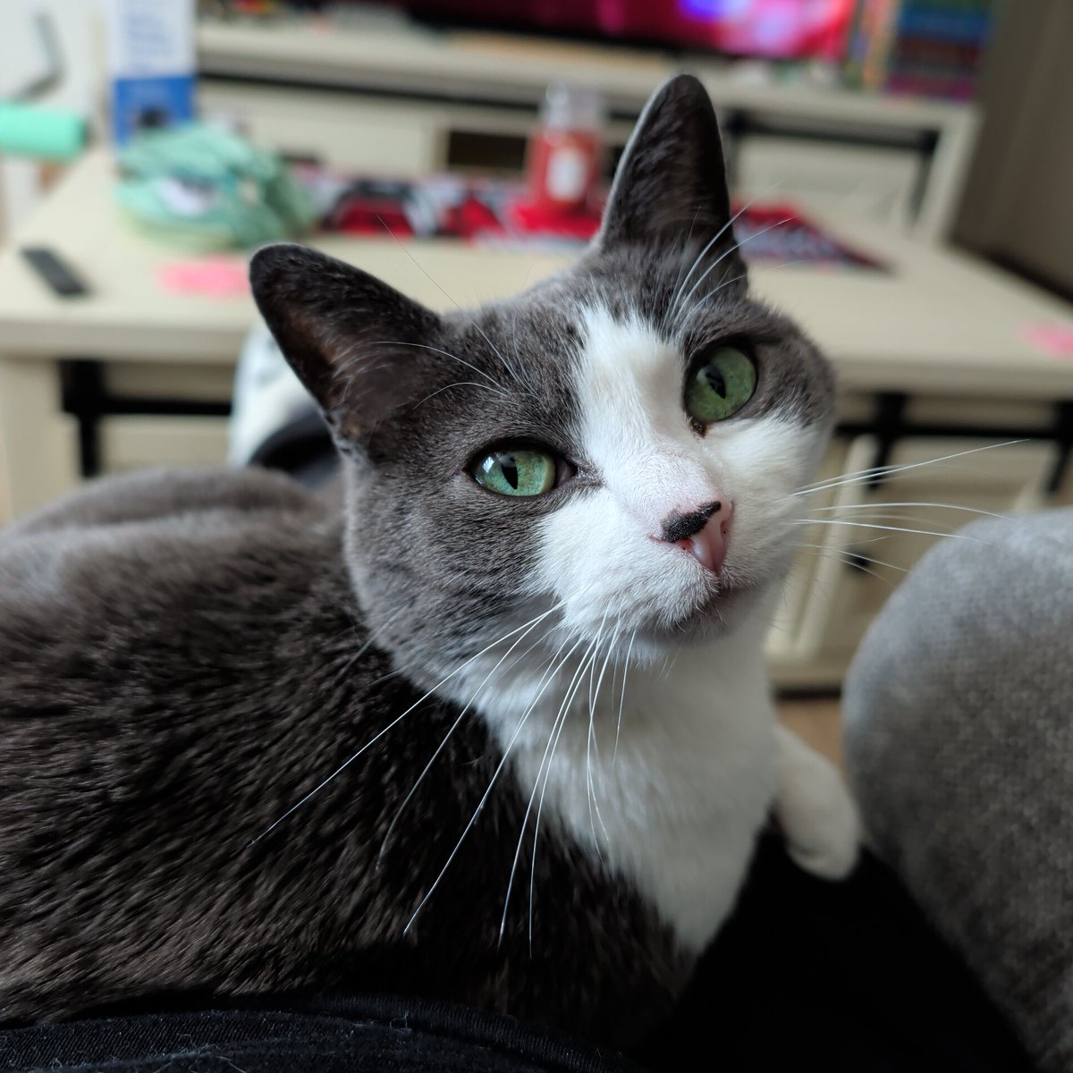 「 VEX | VTUBER | 🩸🛸 」 tweet media