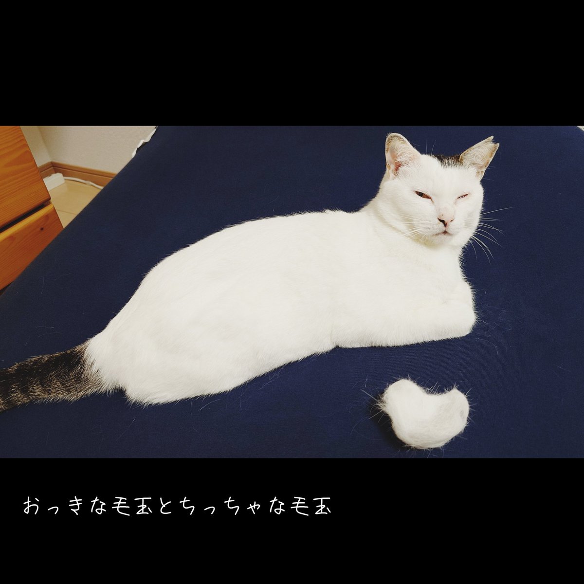 かおねこ🍥 tweet media