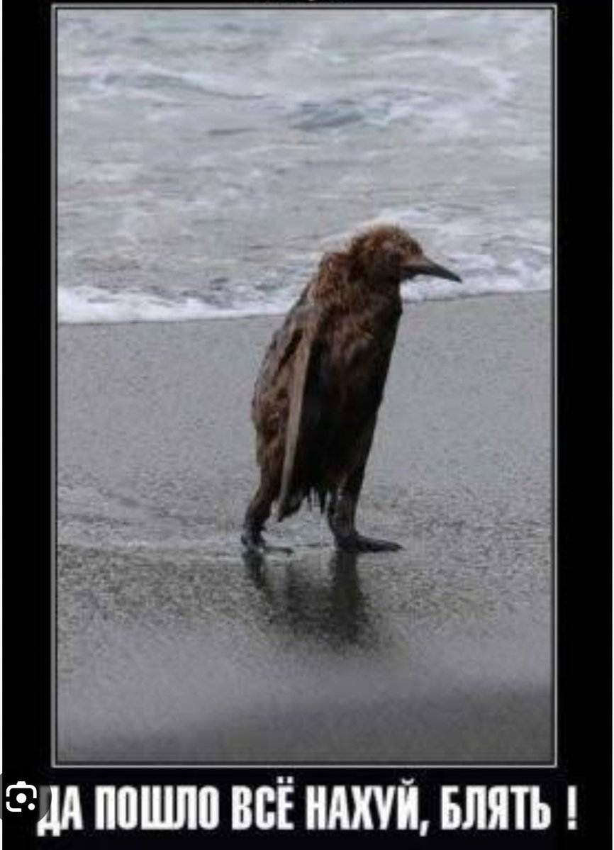 Otto Hans Wolf (Infantryman: Days Gone 🪖🐺🇺🇦) tweet media