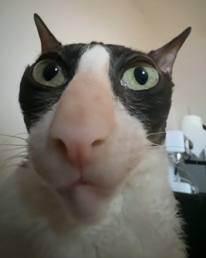 Sus Magus tweet media