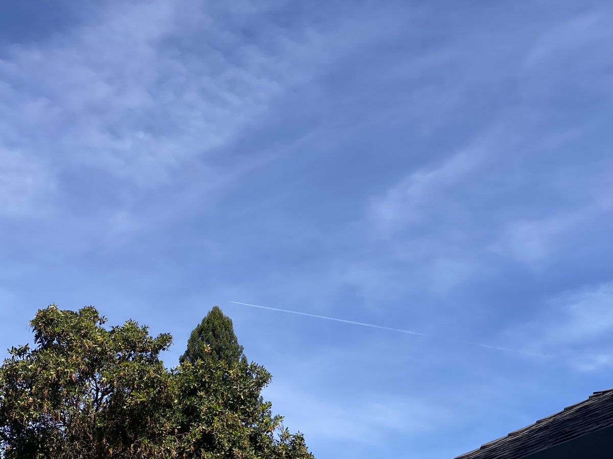 ScromitTheCat tweet media