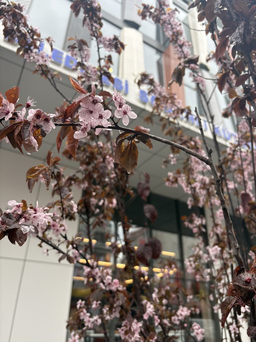 ikragrknn's tweet photo. 🌸✨ https://t.co/0RIpw6Vfdu