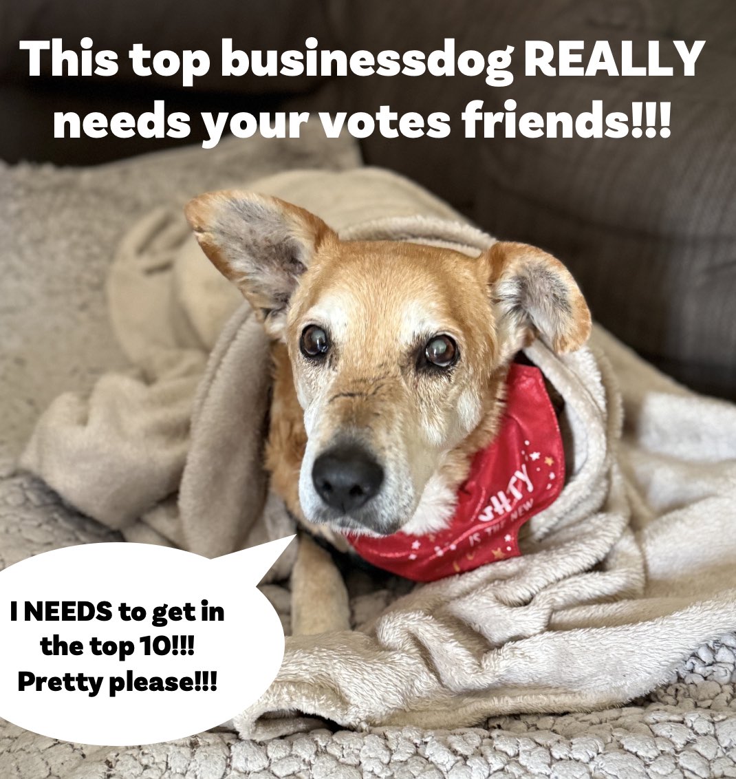 Dogs 4 Rescue tweet media