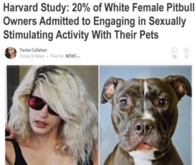 Black Lion tweet media