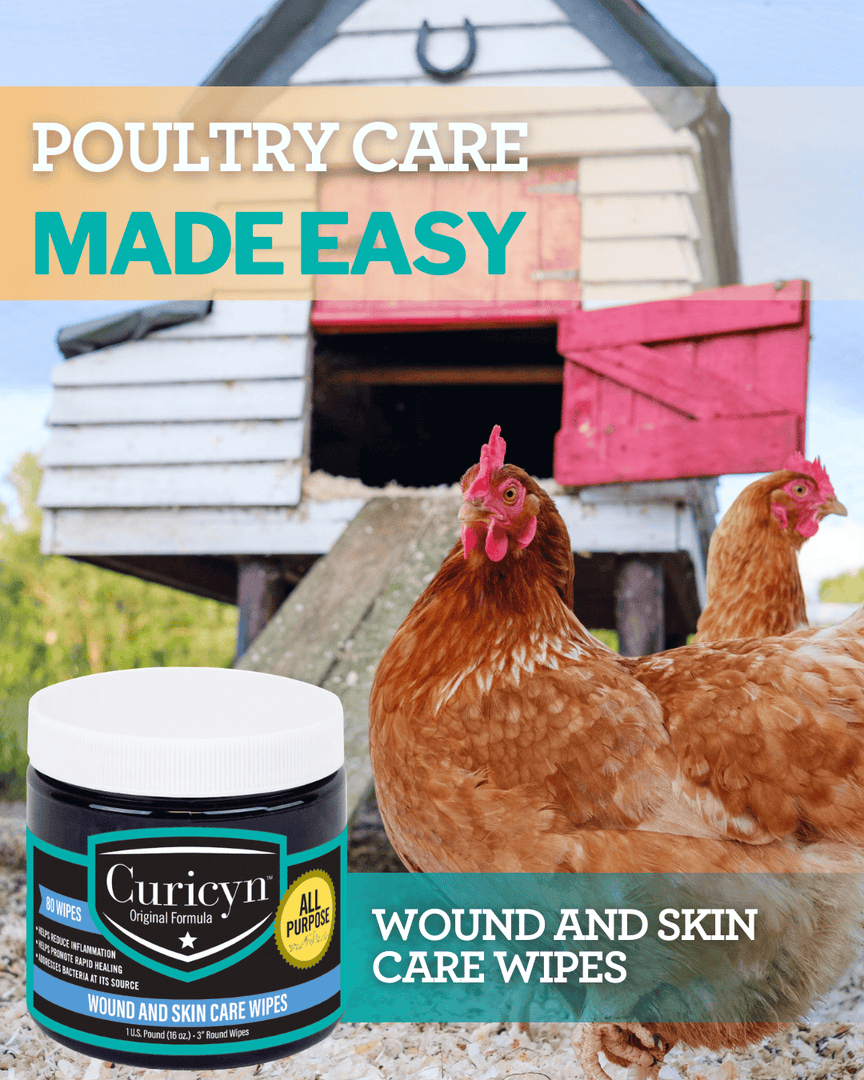 Curicynproducts's tweet photo. Every flock deserves reliable wound care. Curicyn Wound &amp; Skin Care Wipes help, support healing, and keep minor injuries in check—safe for hens, roosters, and the whole flock. Simple care. https://t.co/cGne4GzHRQ