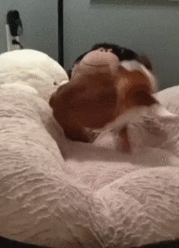 Dilan Koca tweet media