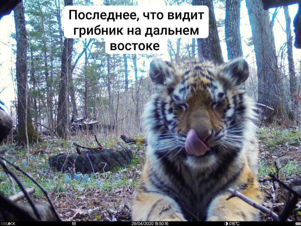 товарищ Машенька, вещая жёнка tweet media